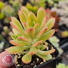 Load image into Gallery viewer, Echeveria Mini Bell Albo Variegata - John &amp; Norma&#39;s Succulents
