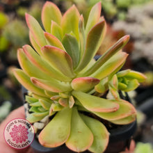 Load image into Gallery viewer, Echeveria Mini Bell Albo Variegata - John &amp; Norma&#39;s Succulents
