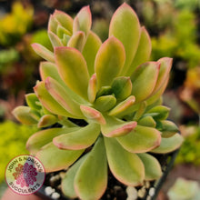 Load image into Gallery viewer, Echeveria Mini Bell Albo Variegata - John &amp; Norma&#39;s Succulents
