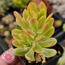 Load image into Gallery viewer, Echeveria Mini Bell Albo Variegata - John &amp; Norma&#39;s Succulents
