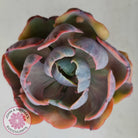 Echeveria Beyonce Rainbow Variegated (Lg)