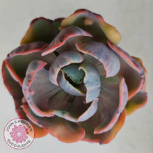 Load image into Gallery viewer, Echeveria Beyonce Rainbow Variegated - John &amp; Norma&#39;s Succulents
