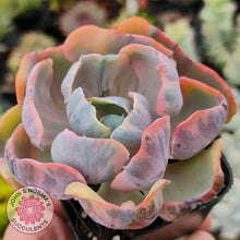 Load image into Gallery viewer, Echeveria Beyonce Rainbow Variegated - John &amp; Norma&#39;s Succulents
