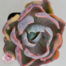 Load image into Gallery viewer, Echeveria Beyonce Rainbow Variegated - John &amp; Norma&#39;s Succulents
