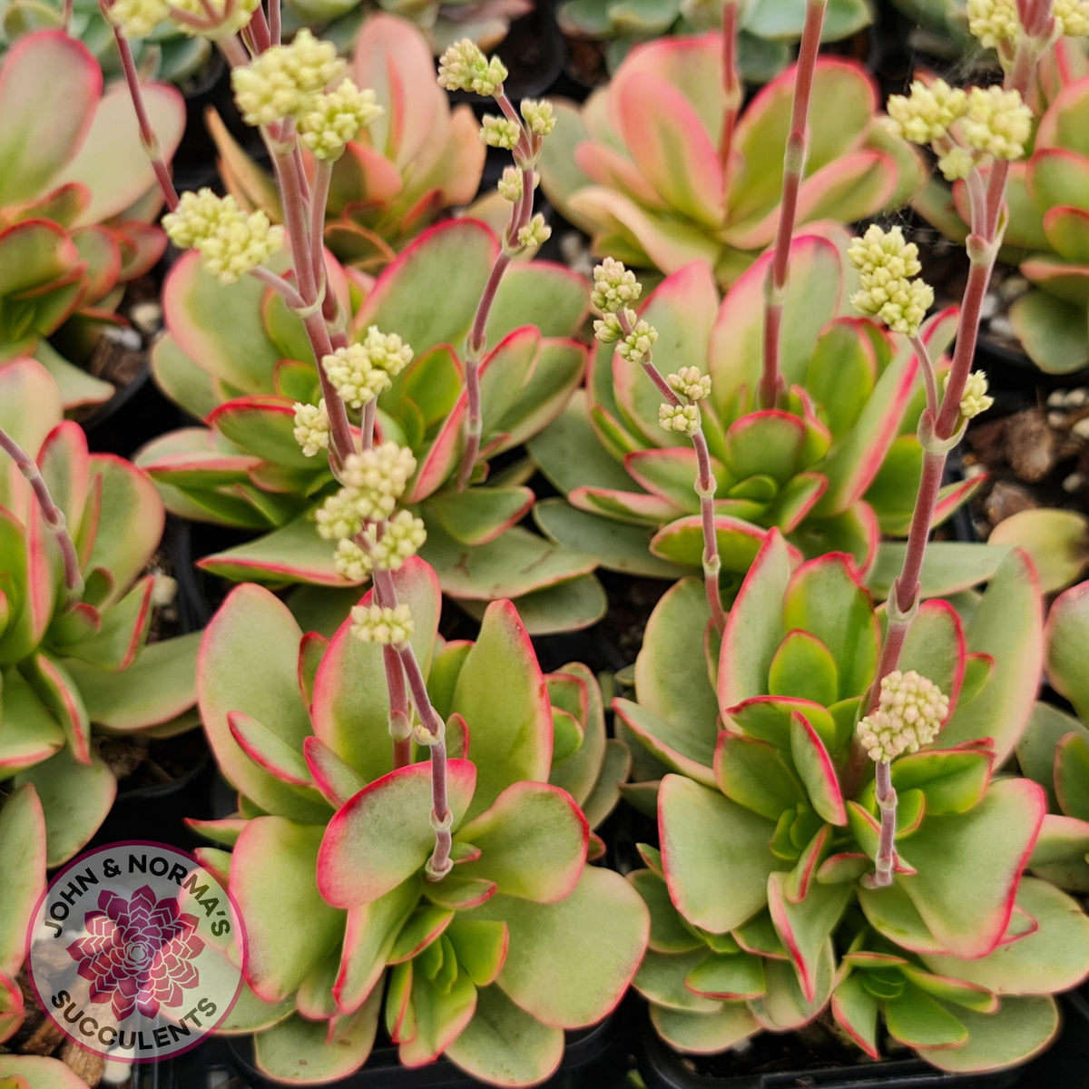 Crassula Platyphylla Variagata
