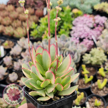 Load image into Gallery viewer, Crassula Platyphylla Variagata - John &amp; Norma&#39;s Succulents
