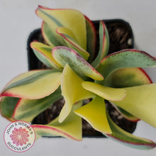 Load image into Gallery viewer, Crassula Blue Bird variegated - John &amp; Norma&#39;s Succulents
