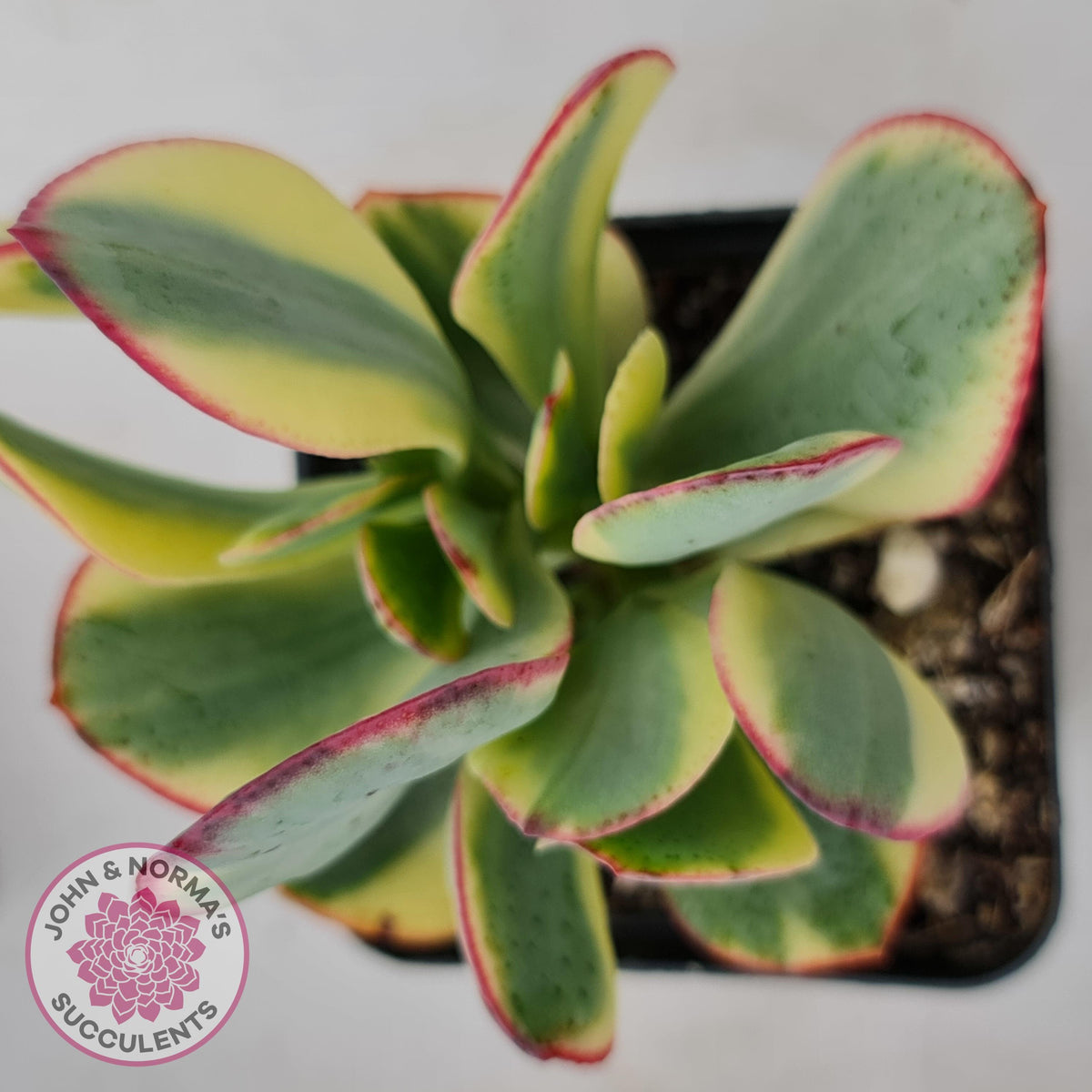 Crassula Blue Bird variegated