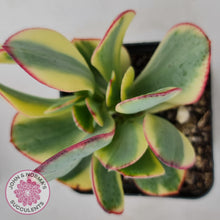 Load image into Gallery viewer, Crassula Blue Bird variegated - John &amp; Norma&#39;s Succulents
