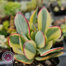 Load image into Gallery viewer, Crassula Blue Bird variegated - John &amp; Norma&#39;s Succulents
