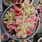 Crassula pubescens