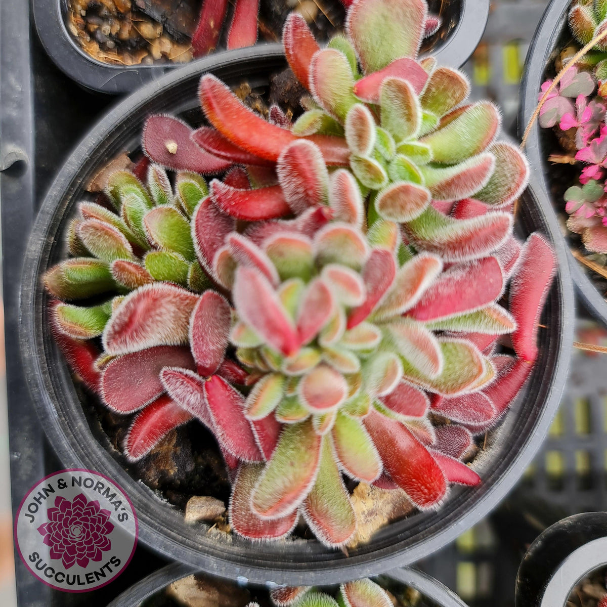 Crassula pubescens