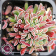 Load image into Gallery viewer, Crassula pubescens - John &amp; Norma&#39;s Succulents
