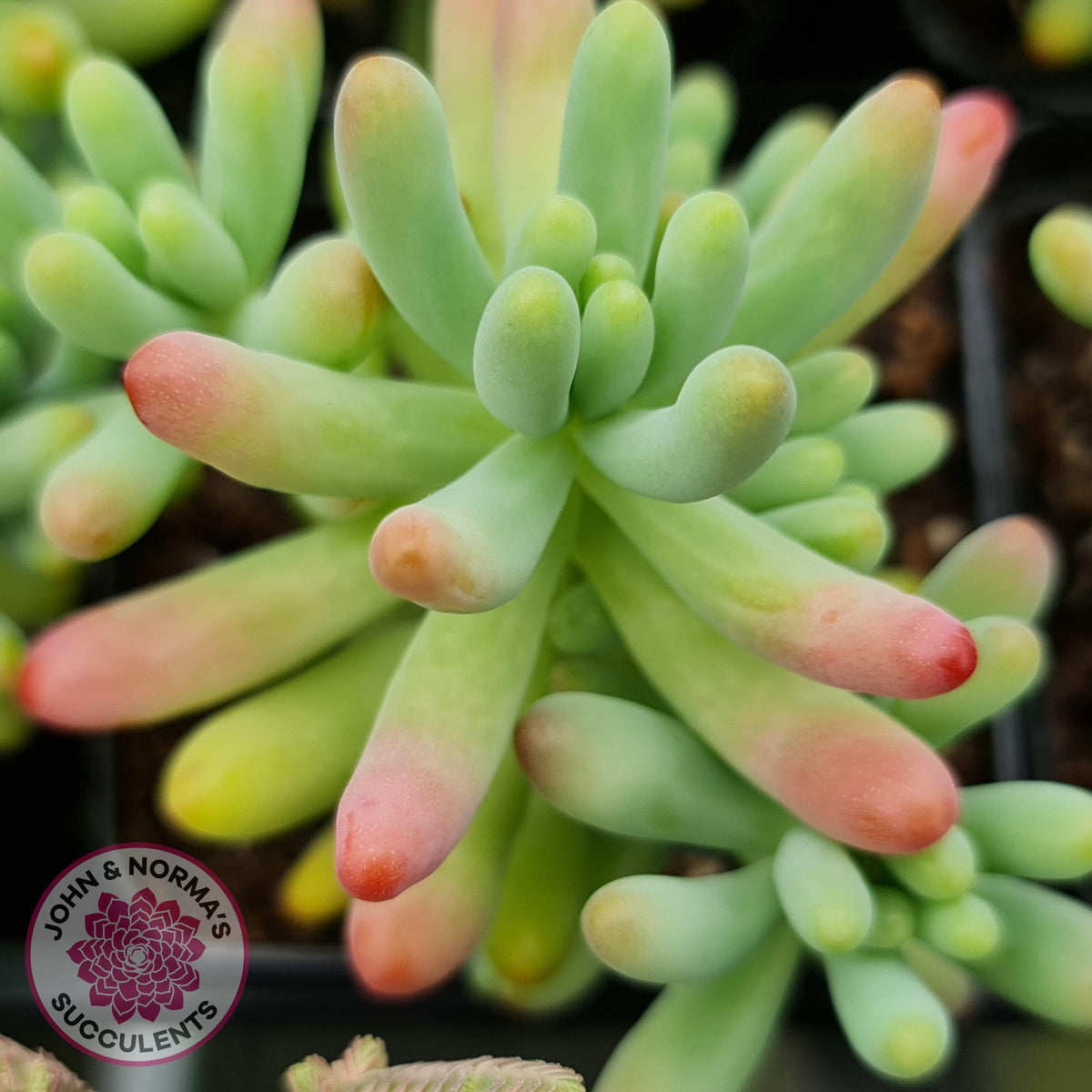 Sedum pachyphyllum 'Blue Jelly Beans'