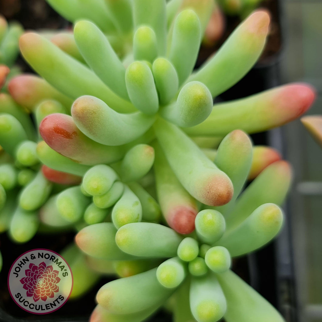 Sedum pachyphyllum - Blue Jelly Beans - John & Norma's Succulents