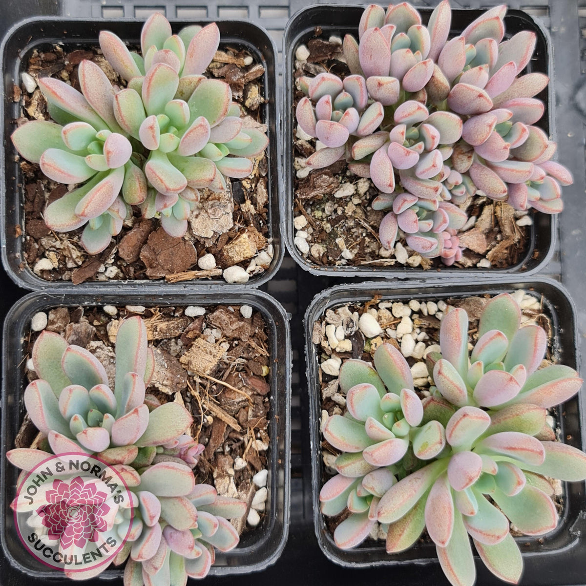 Graptoveria 'Purple Dream'