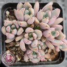 Graptoveria 'Purple Dream'