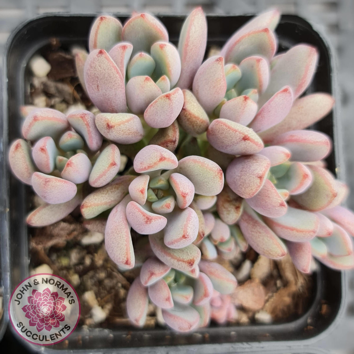 Graptoveria 'Purple Dream'