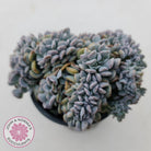 Echeveria 'Cubic Frost' Crest
