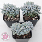 Echeveria 'Cubic Frost' Crest