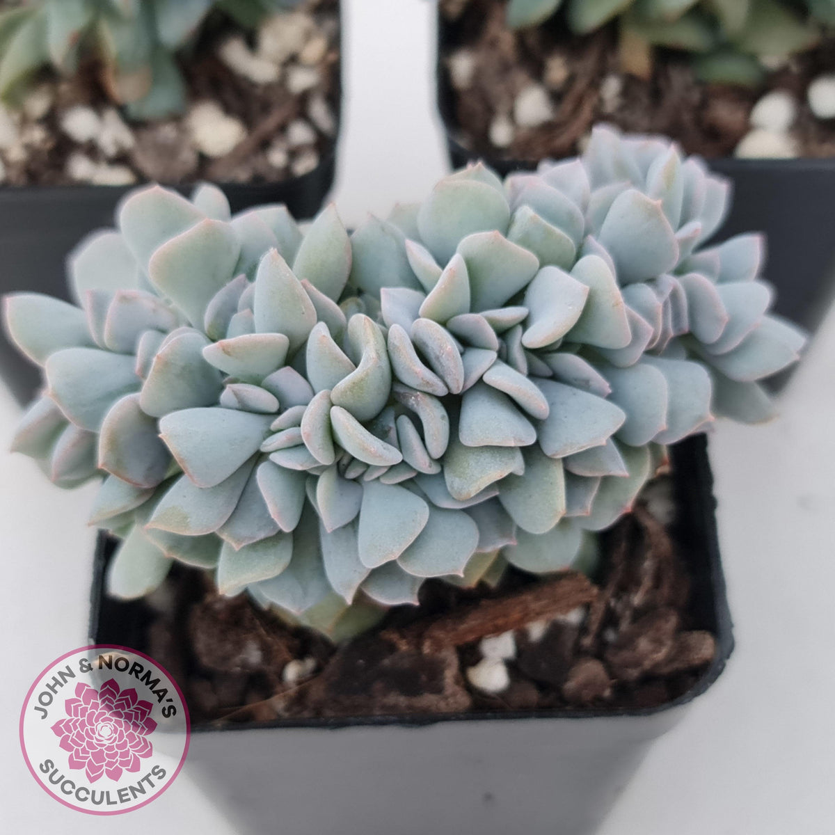 Echeveria 'Cubic Frost' Crest