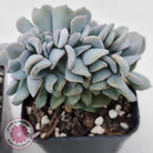 Echeveria 'Cubic Frost' Crest