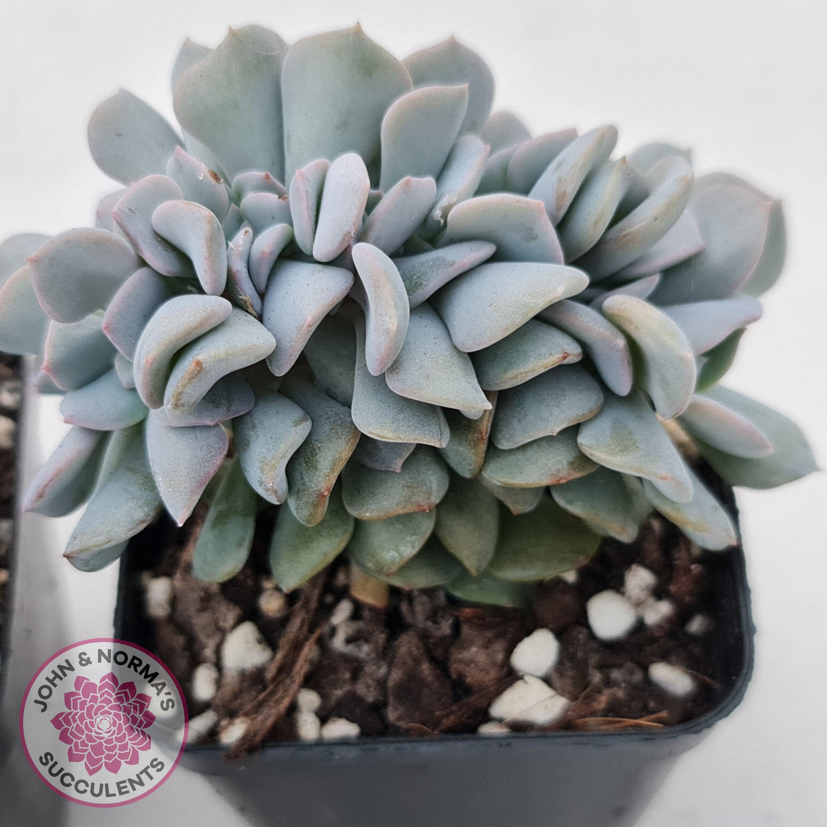 Echeveria 'Cubic Frost' Crest