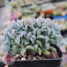 Echeveria 'Cubic Frost' Crest