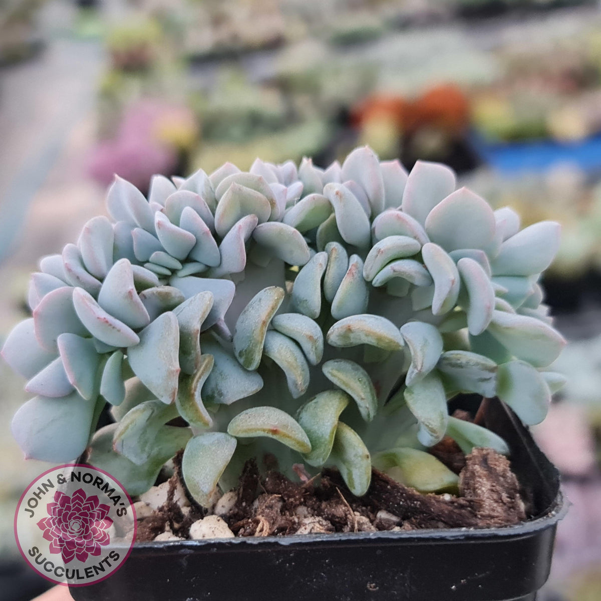Echeveria 'Cubic Frost' Crest