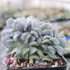 Echeveria 'Cubic Frost' Crest