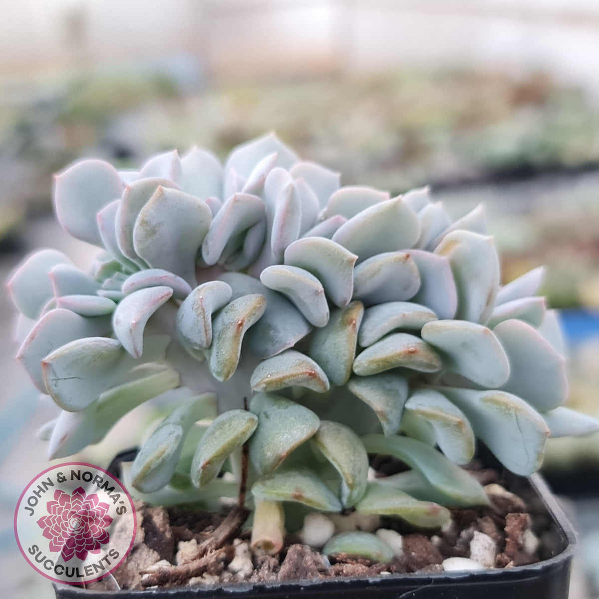 Echeveria 'Cubic Frost' Crest