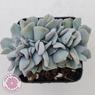 Echeveria 'Cubic Frost' Crest