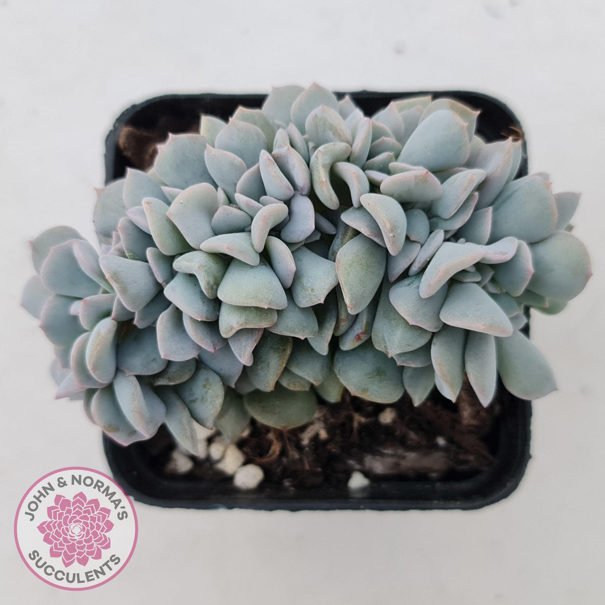 Echeveria 'Cubic Frost' Crest