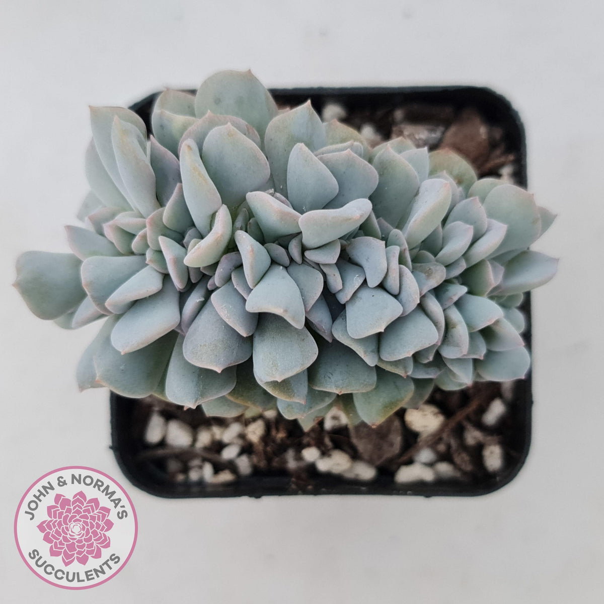 Echeveria 'Cubic Frost' Crest