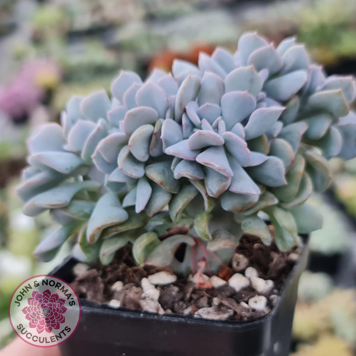 Echeveria 'Cubic Frost' Crest