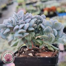 Load image into Gallery viewer, Echeveria Cubic Frost Crest - John &amp; Norma&#39;s Succulents
