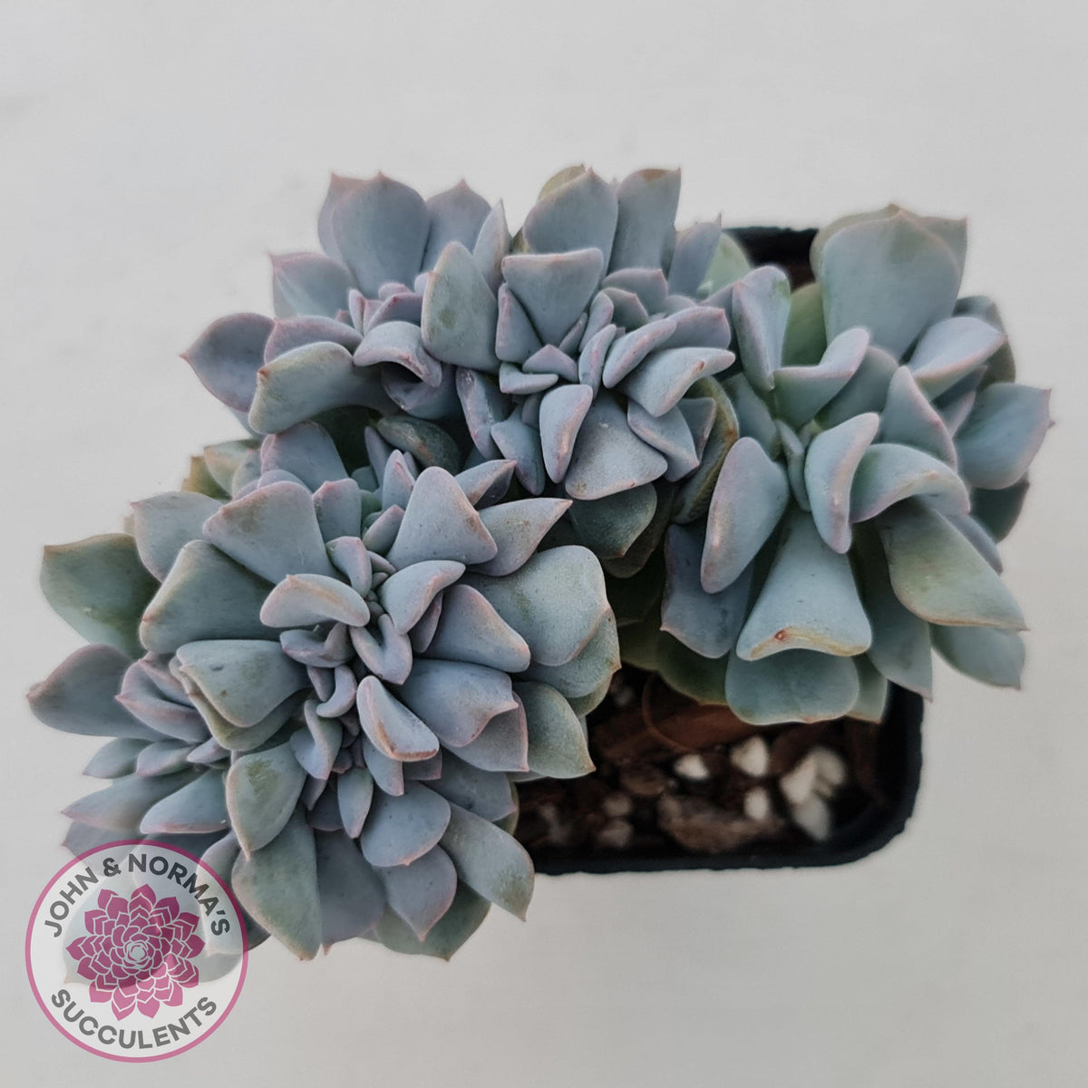 Echeveria 'Cubic Frost' Crest