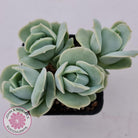 Graptoveria Lovely Rose