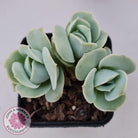 Graptoveria Lovely Rose