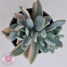 Load image into Gallery viewer, Graptophytum Supreme Variegated - Multi Heads - John &amp; Norma&#39;s Succulents
