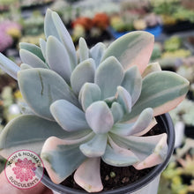 Load image into Gallery viewer, Graptophytum Supreme Variegated - Multi Heads - John &amp; Norma&#39;s Succulents
