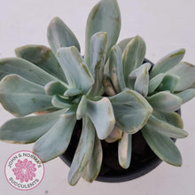 Load image into Gallery viewer, Graptophytum Supreme Variegated - Multi Heads - John &amp; Norma&#39;s Succulents
