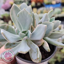 Load image into Gallery viewer, Graptophytum Supreme Variegated - Multi Heads - John &amp; Norma&#39;s Succulents
