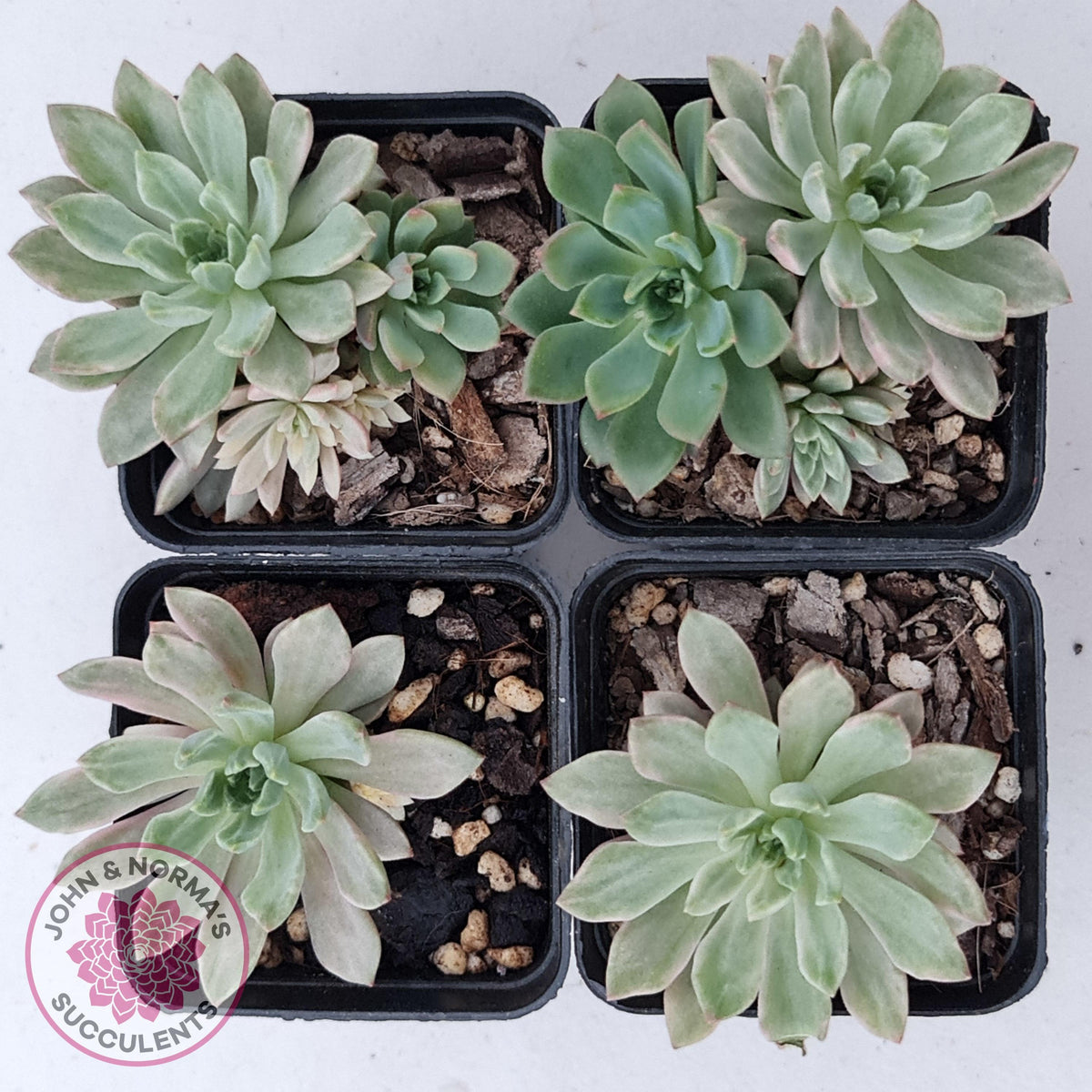 Echeveria Green Emerald variegata
