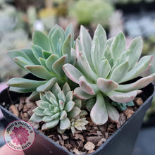 Load image into Gallery viewer, Echeveria Green Emerald variegata - John &amp; Norma&#39;s Succulents
