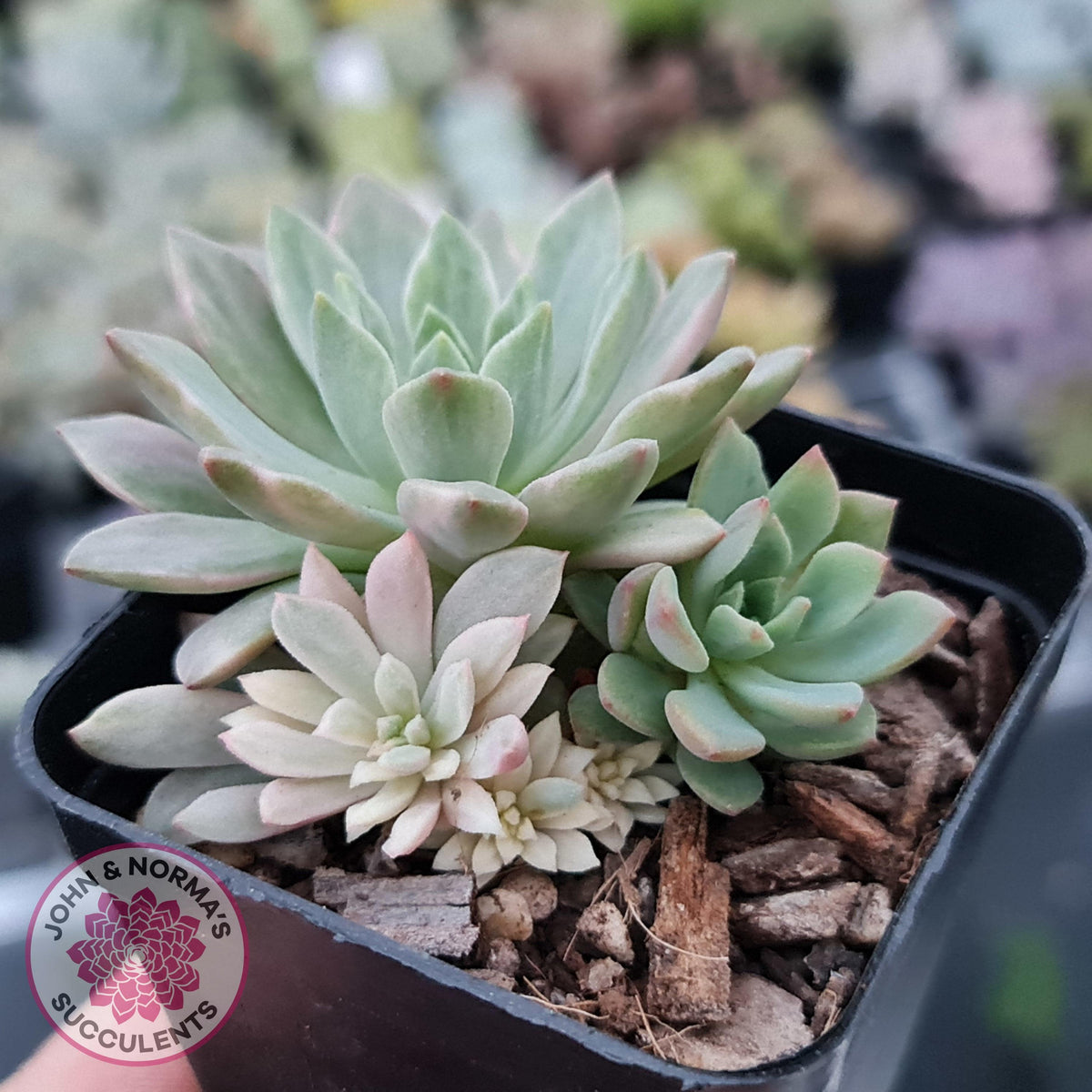 Echeveria Green Emerald variegata