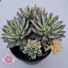 Load image into Gallery viewer, Echeveria Green Emerald variegata - John &amp; Norma&#39;s Succulents
