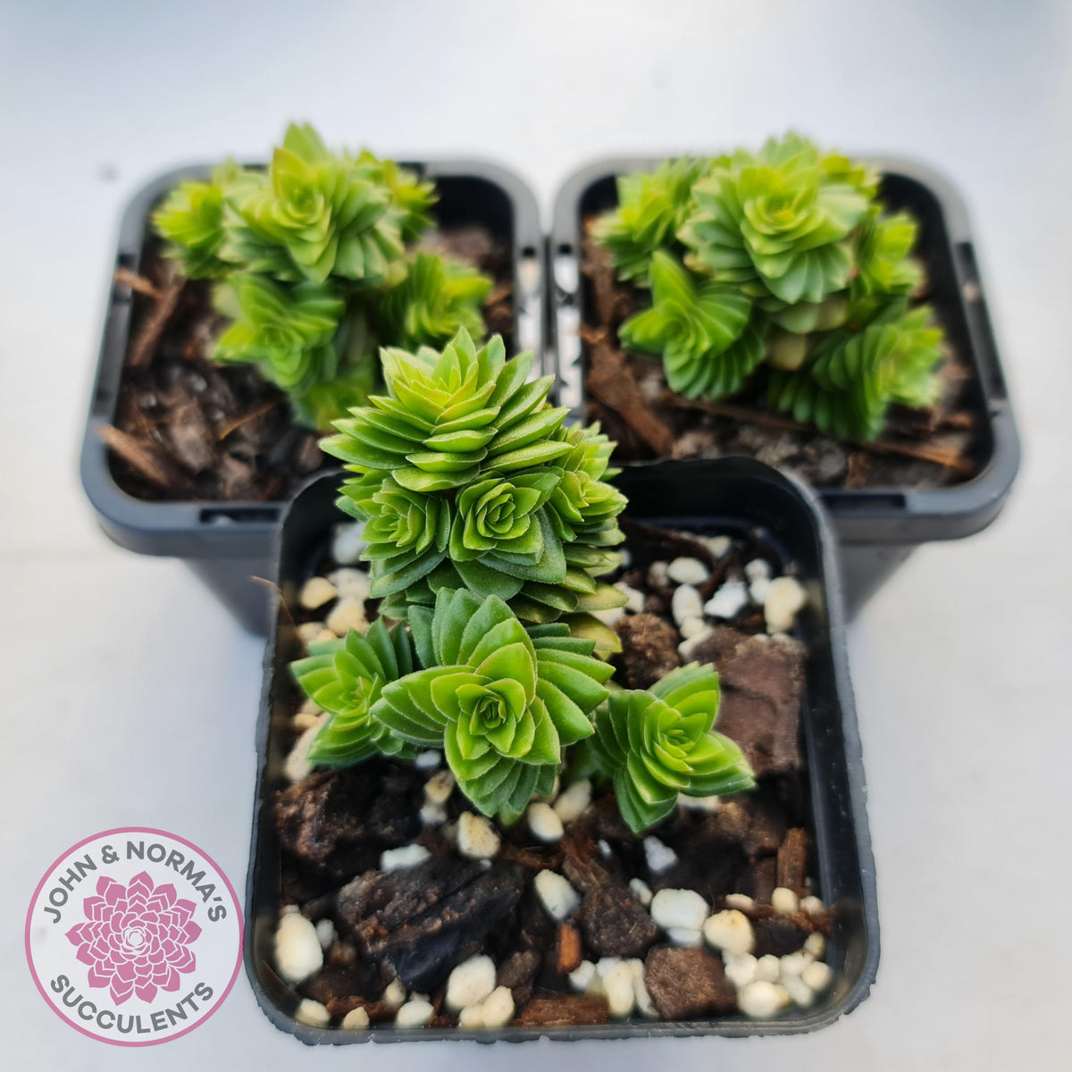 Crassula 'Estagonal'