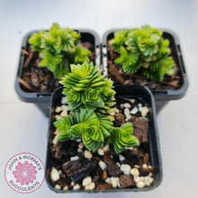 Load image into Gallery viewer, Crassula estagonal - John &amp; Norma&#39;s Succulents
