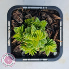 Crassula 'Estagonal'